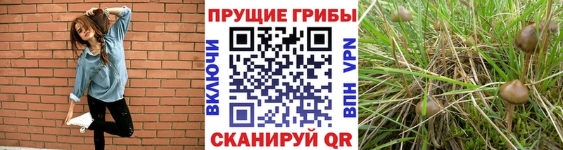 Псилоцибиновые грибы GOLDEN TEACHER  Купить закладки  Мончегорск 